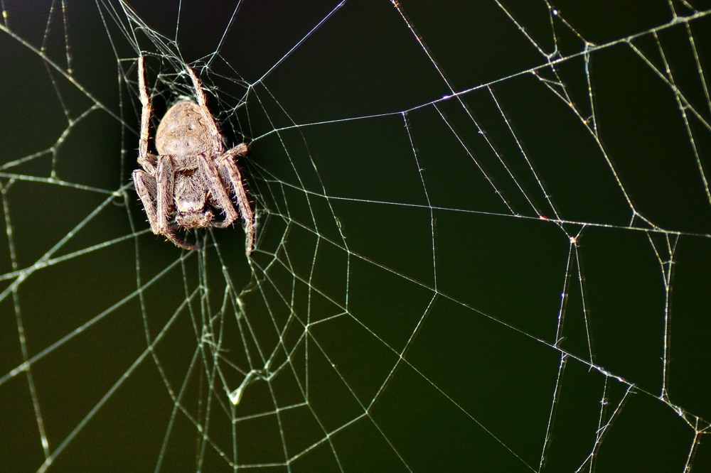 Spinne 2b