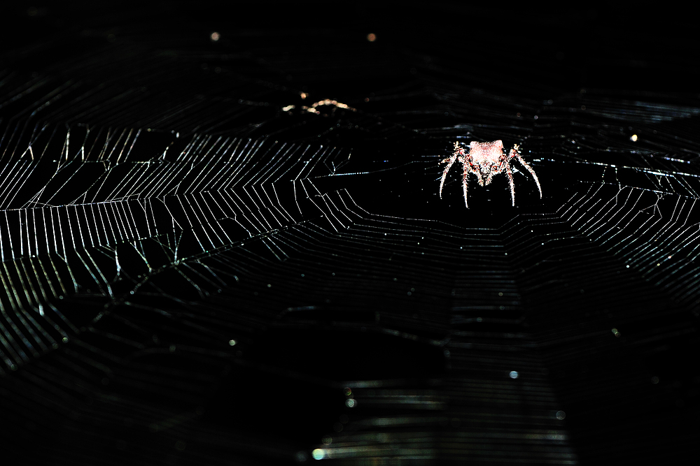 spinne 3