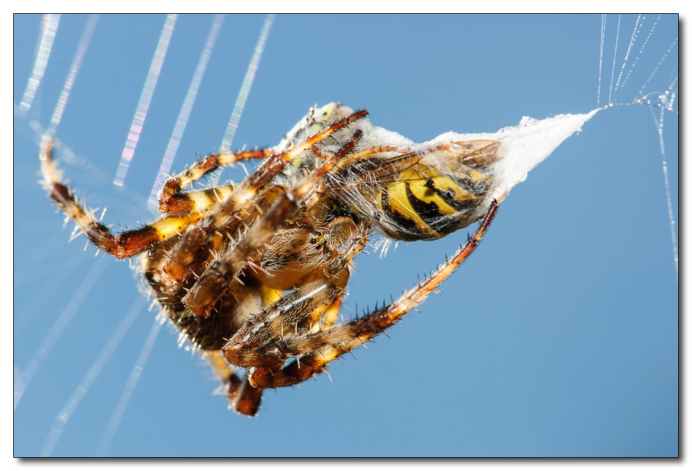 Spinne 3