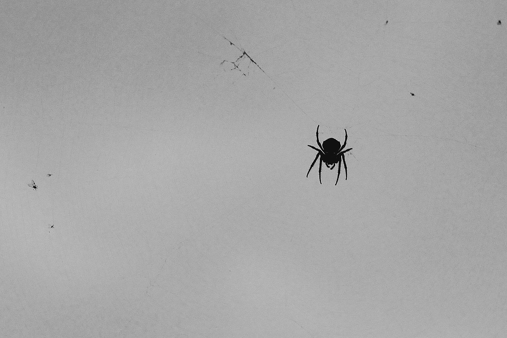 spinne 4