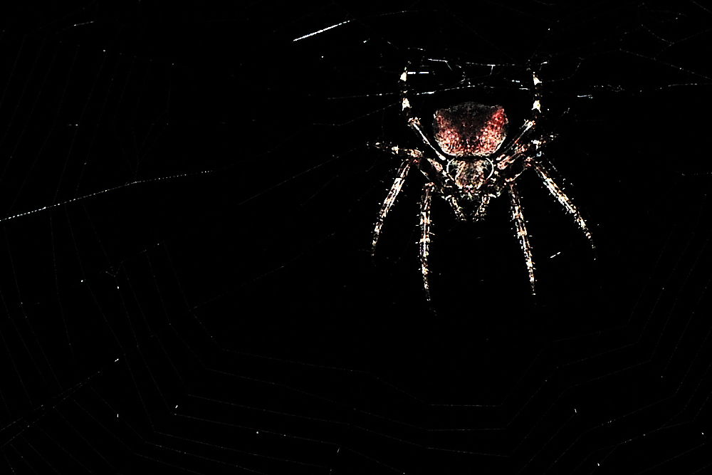 spinne 4