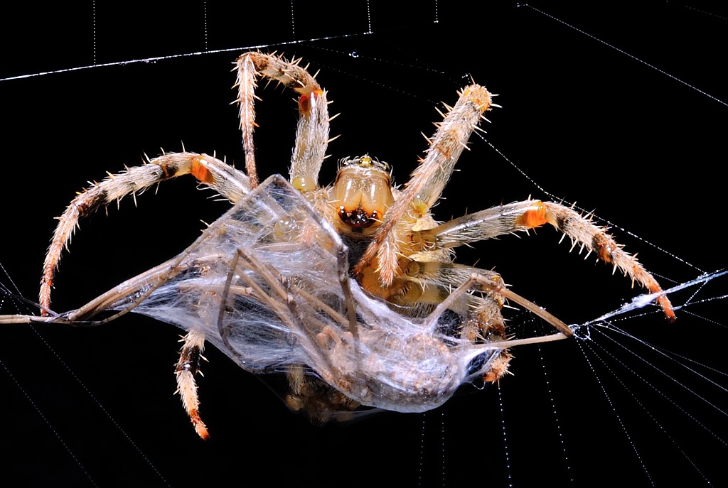 Spinne 4