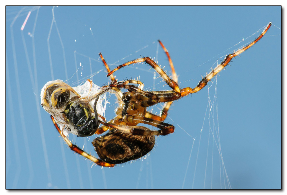 Spinne 4