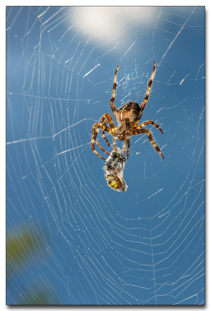 Spinne 5