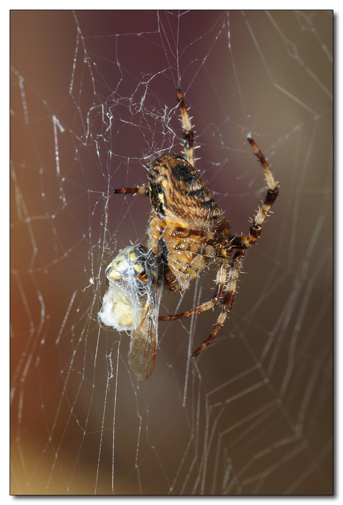 Spinne 6