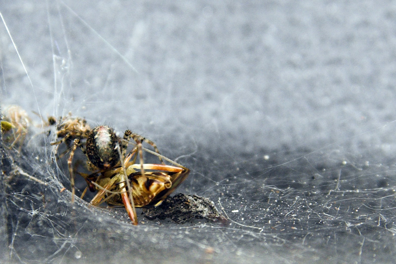 Spinne 800x600