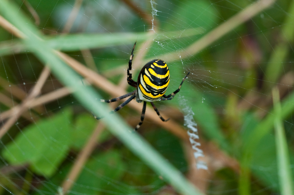 Spinne a DSC 4283