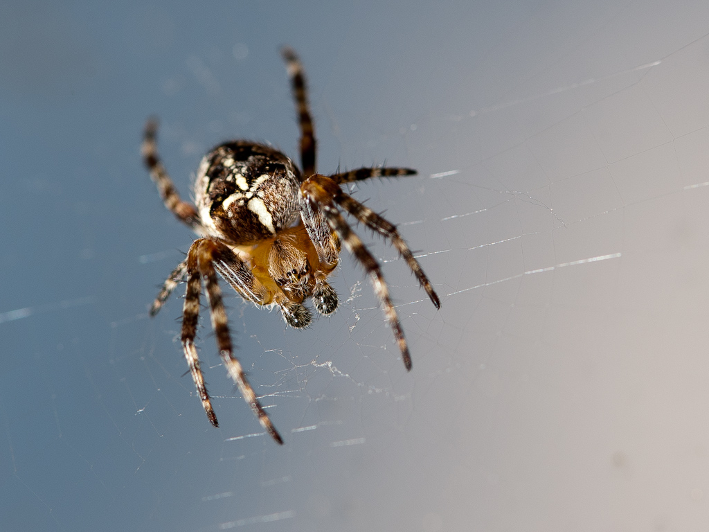 Spinne am Balkon