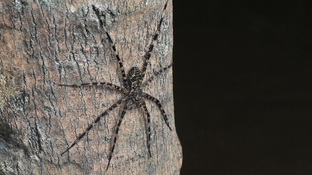Spinne
Burro-Burro River, Surama
1768