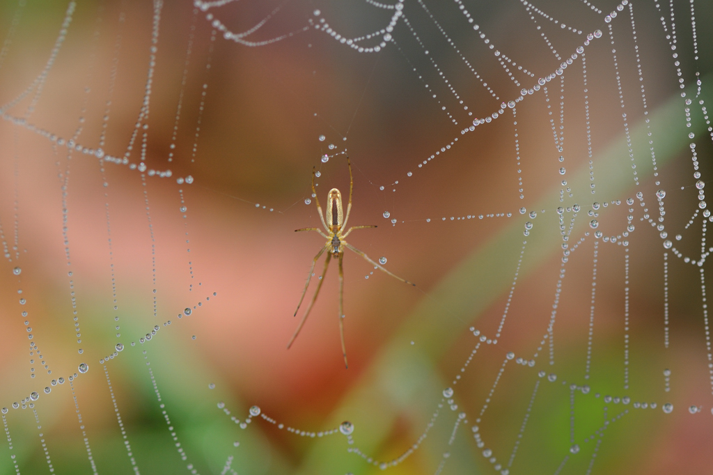 Spinne I