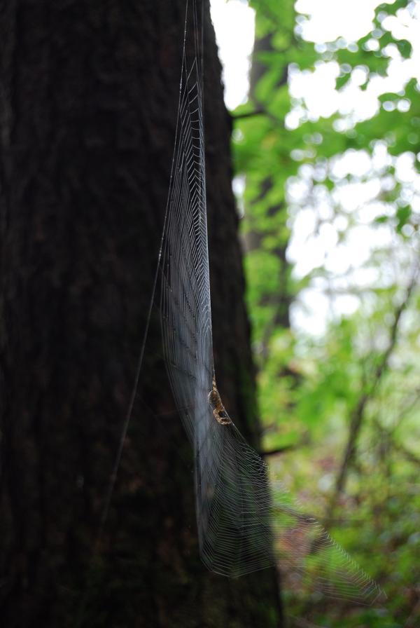 Spinne im Netz, DSC 6567 v1