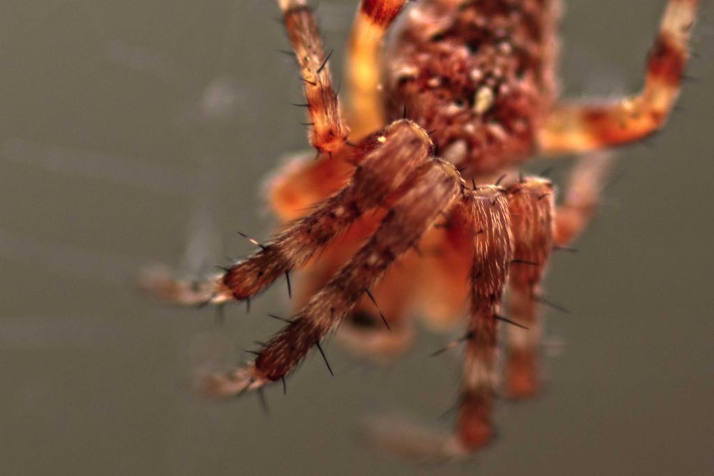 Spinne im Netz