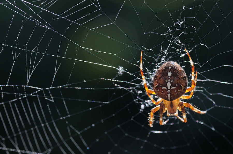 spinne im netz