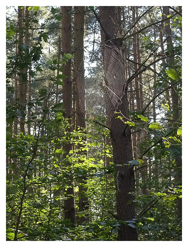 spinne im wald
