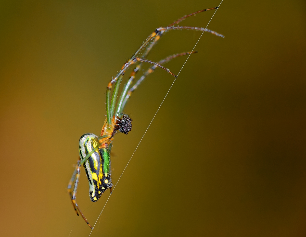 Spinne.jpg