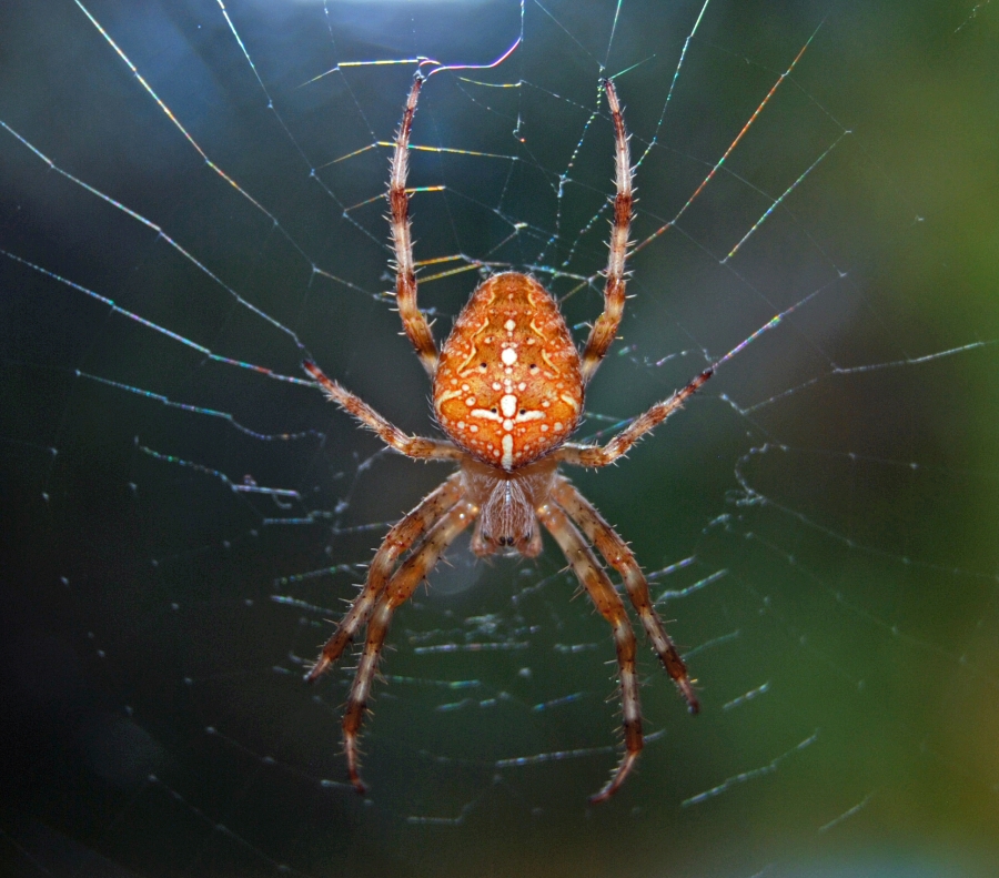 spinne.jpg