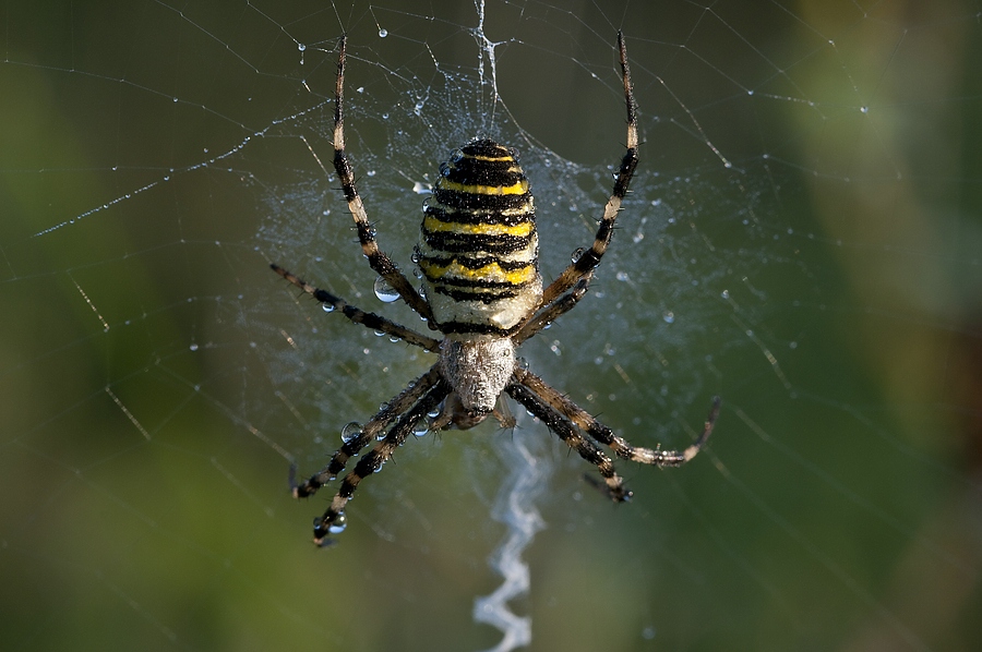 Spinne Maja