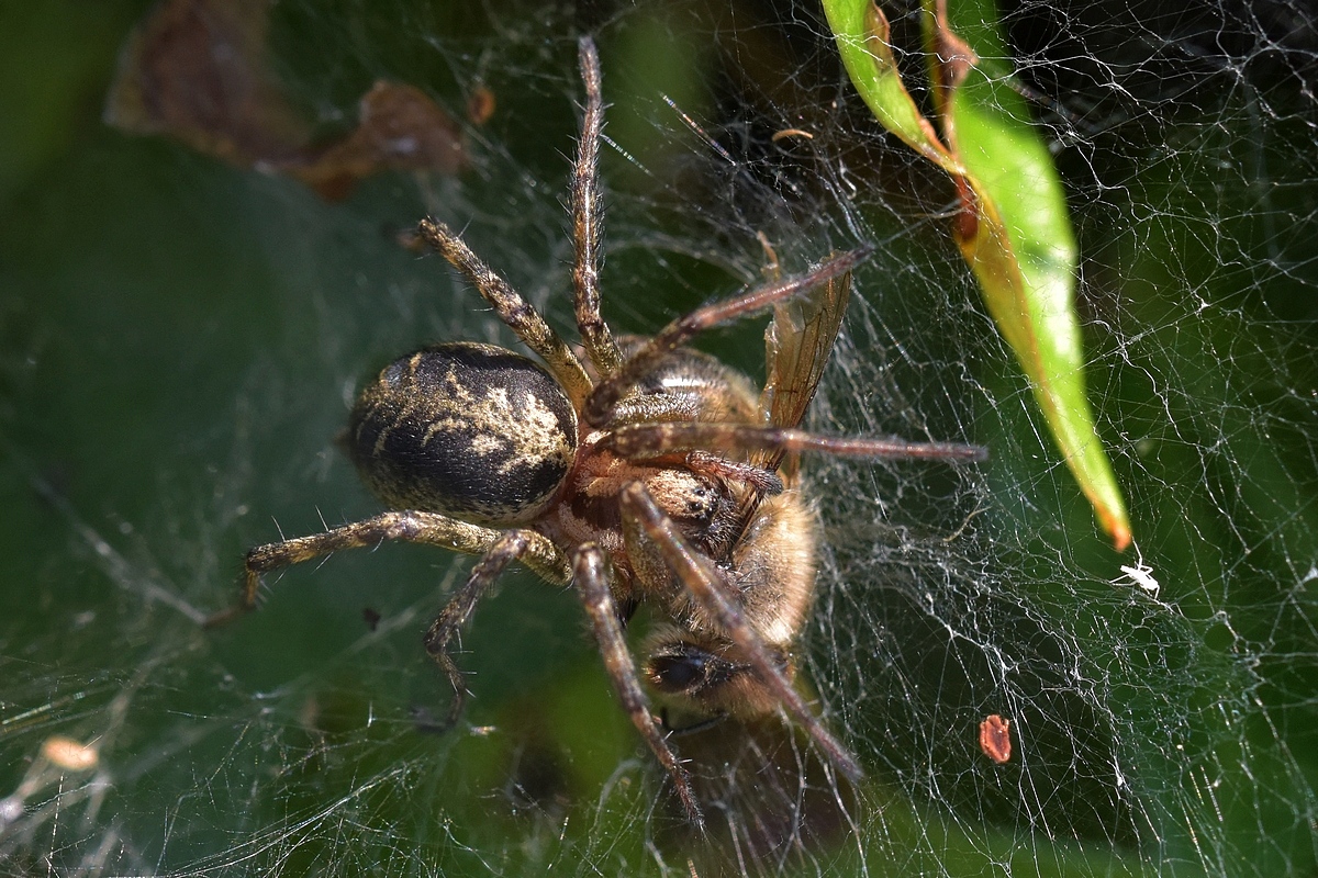 Spinne tötet Biene