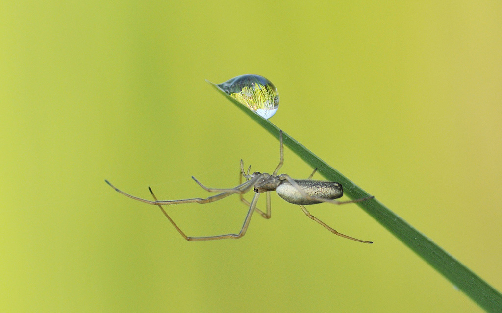 Spinne Tropfen 2010