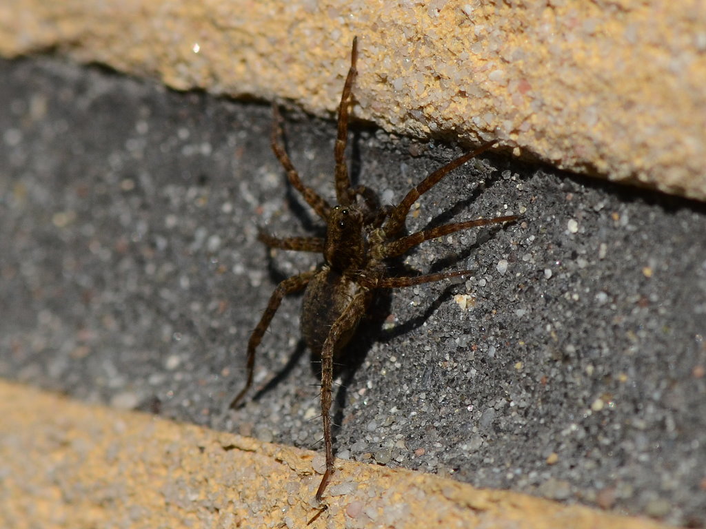 spinne