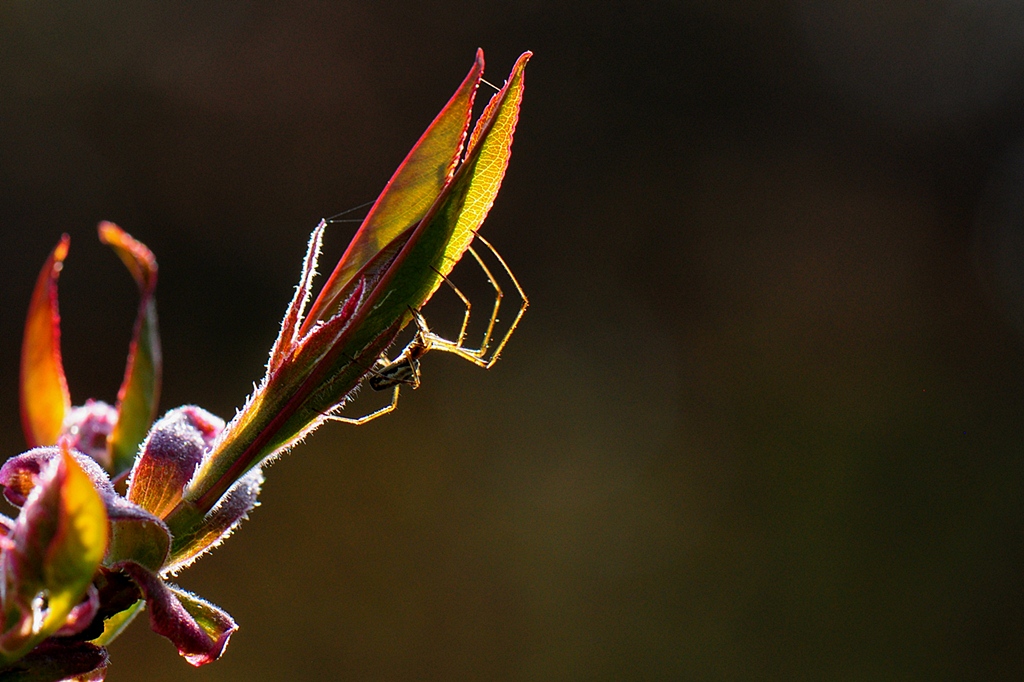 Spinne