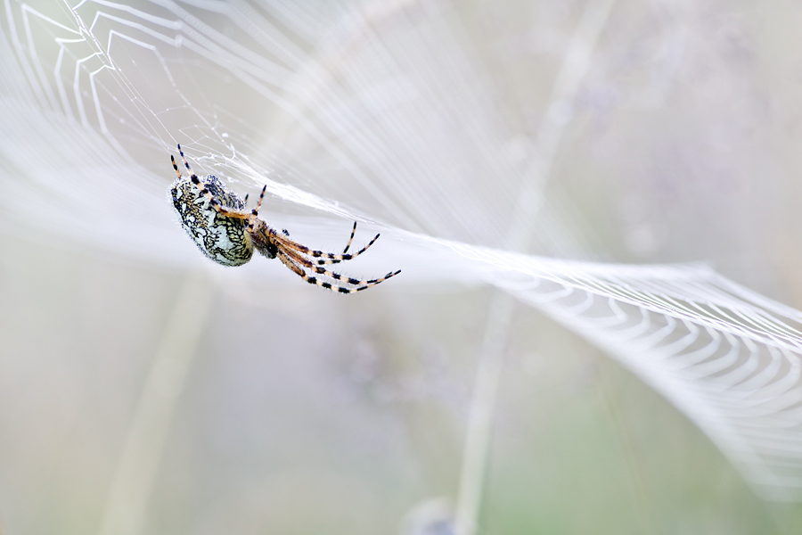 spinne