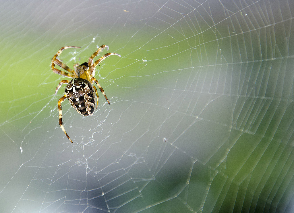 Spinne