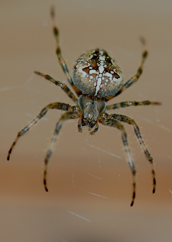 Spinne