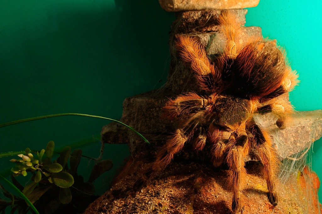 spinne