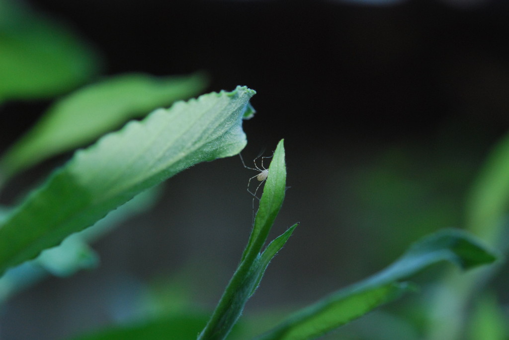 Spinne