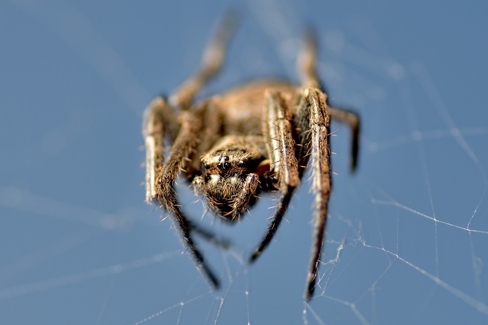 Spinne