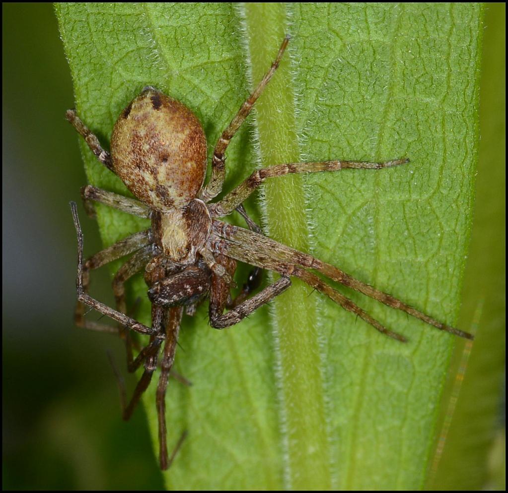 spinne