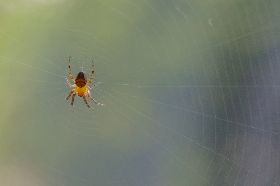 Spinne