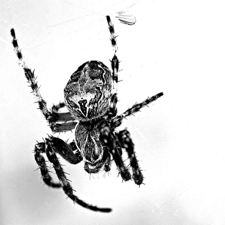 Spinne