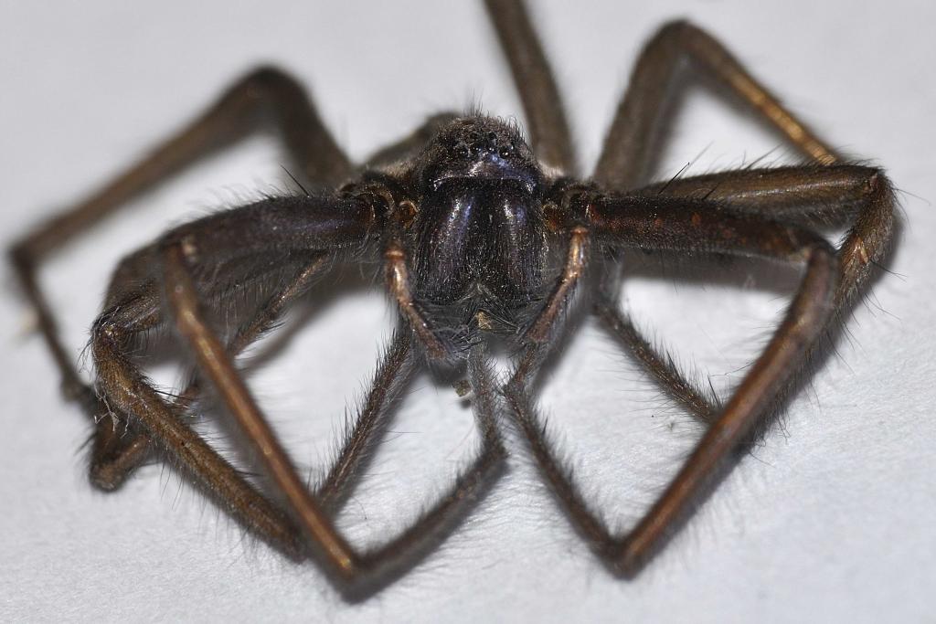 Spinne