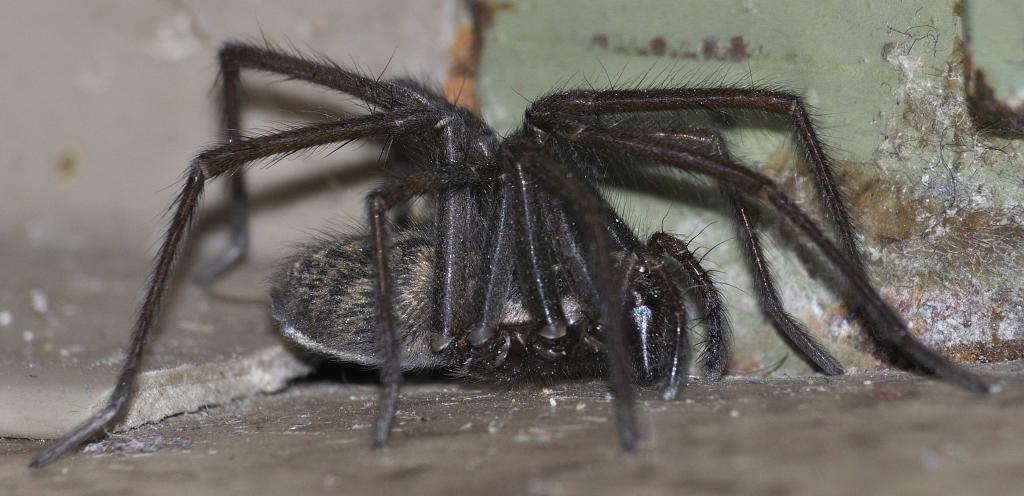 Spinne