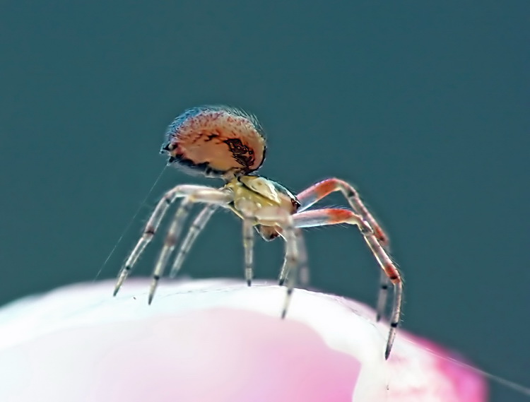 Spinne