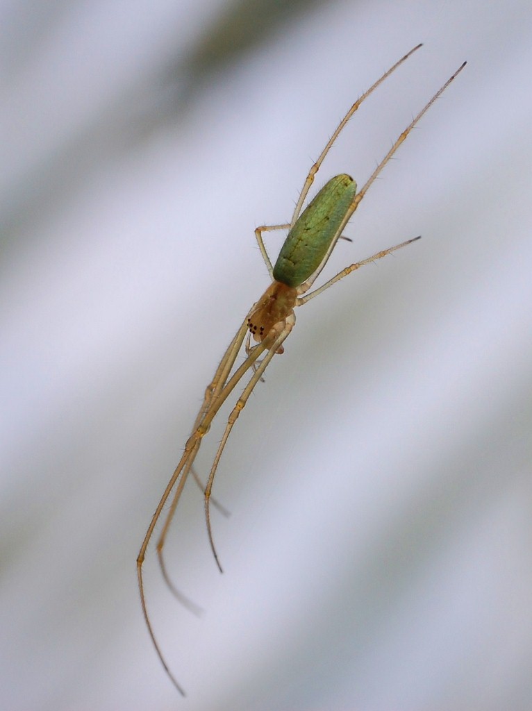 Spinne