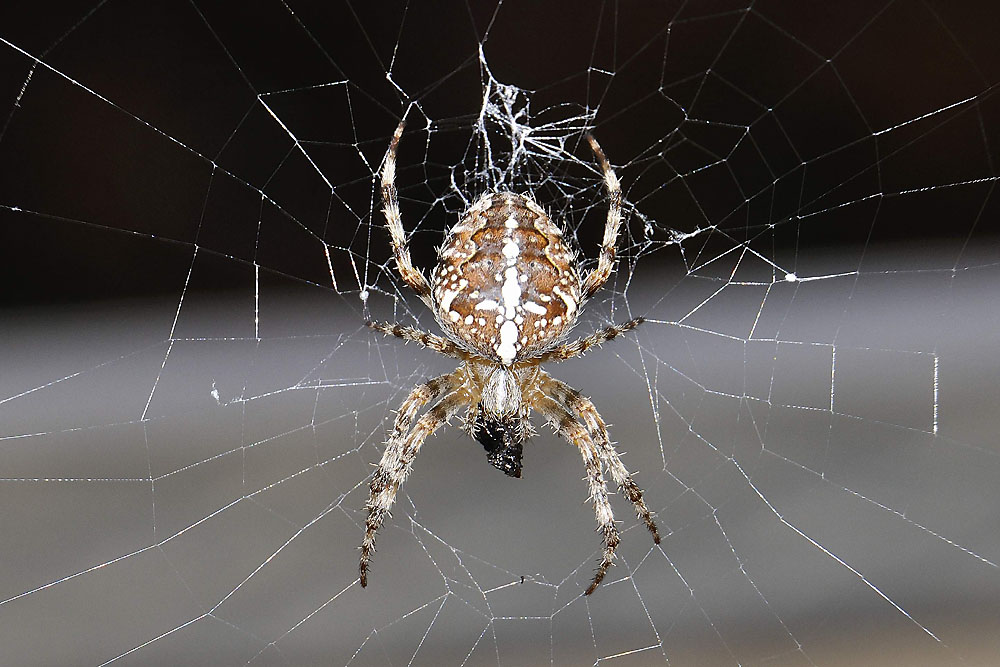 Spinne