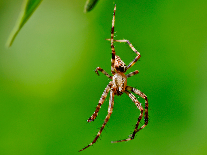 Spinne
