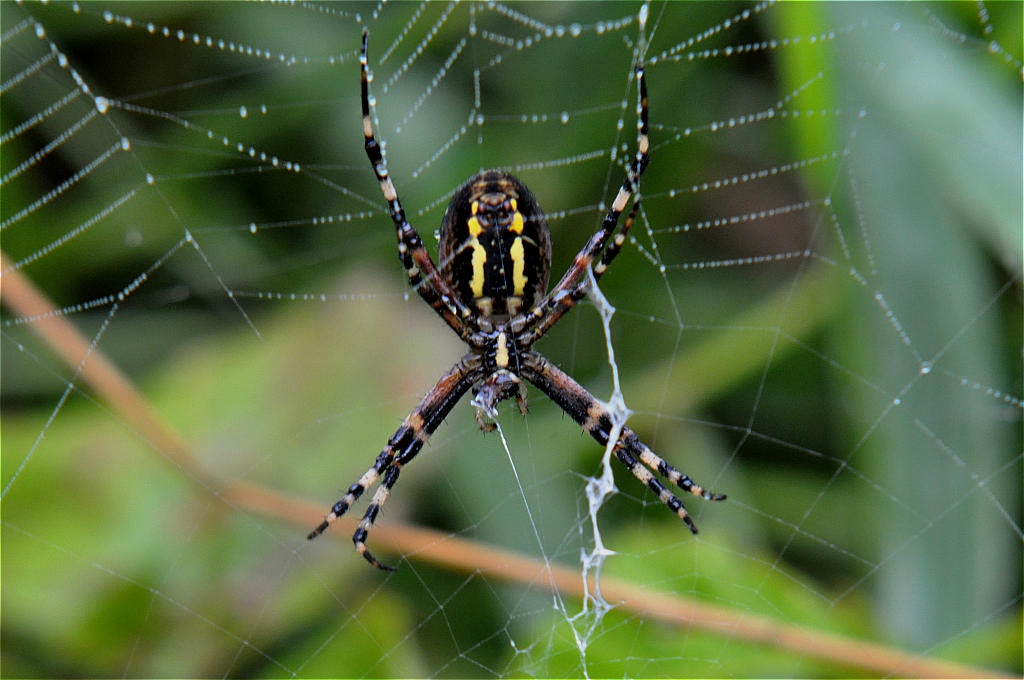 Spinne