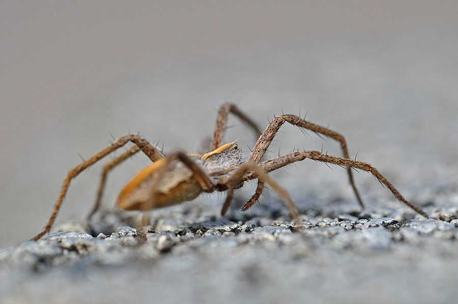 Spinne