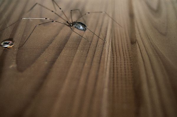 Spinne