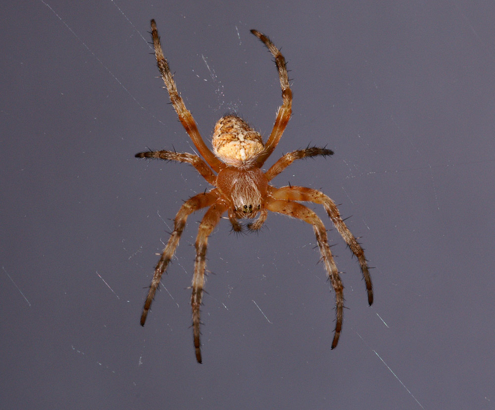 Spinne