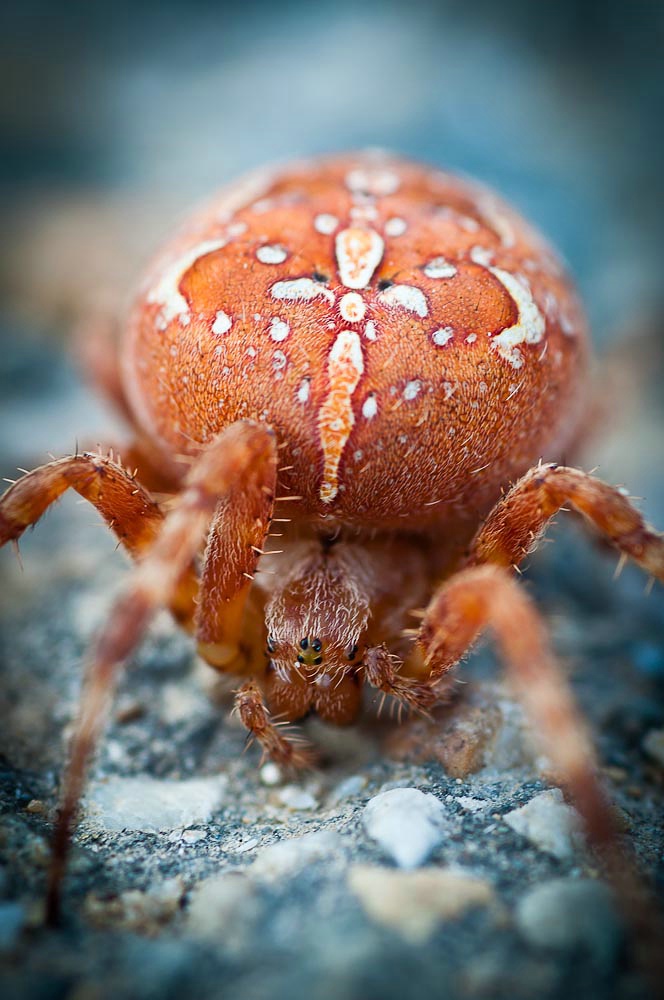 Spinne003