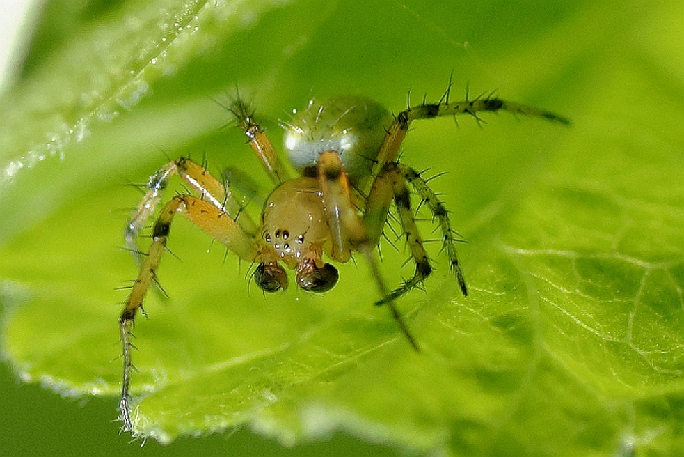 Spinne1
