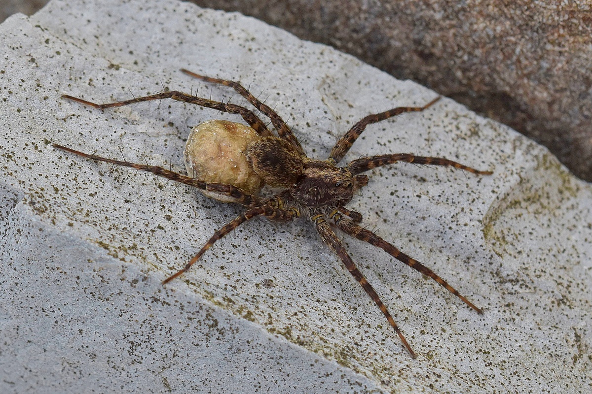 Spinne1