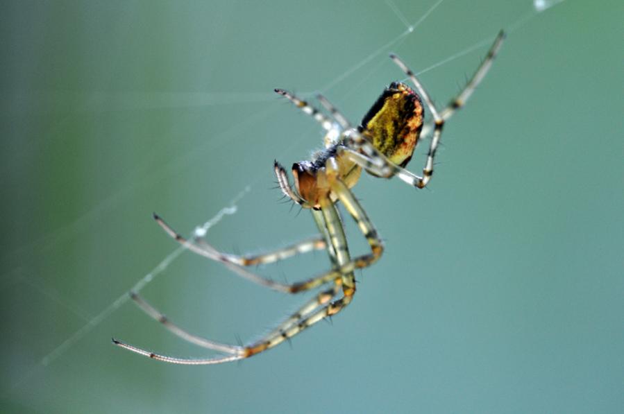 Spinne1
