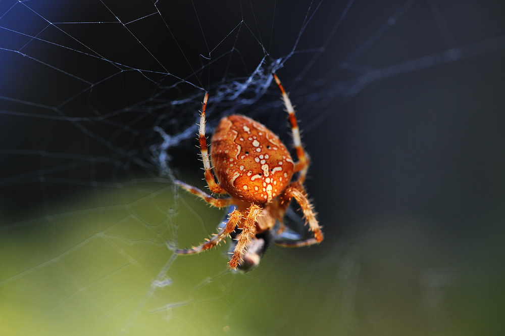 spinne1