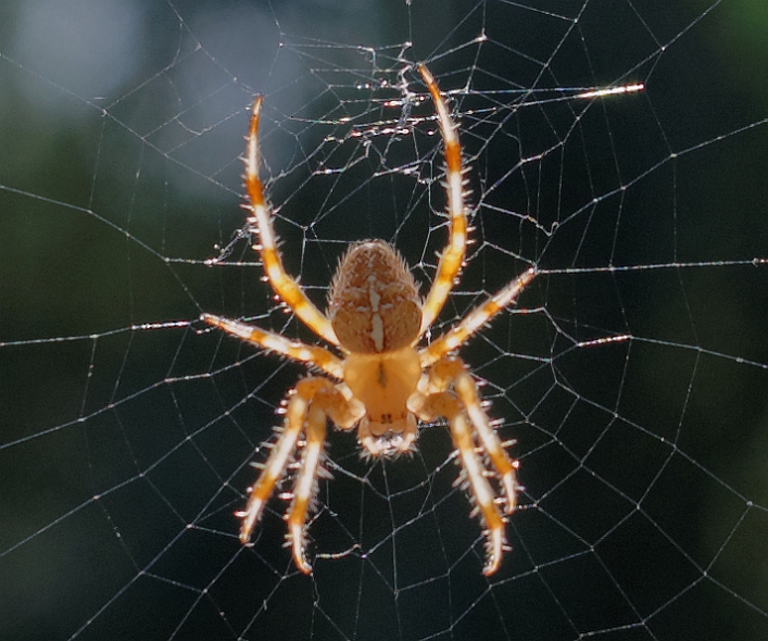Spinne2
